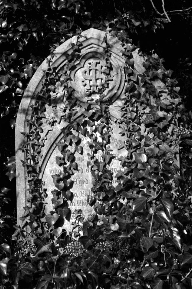 Ivy covered headstone