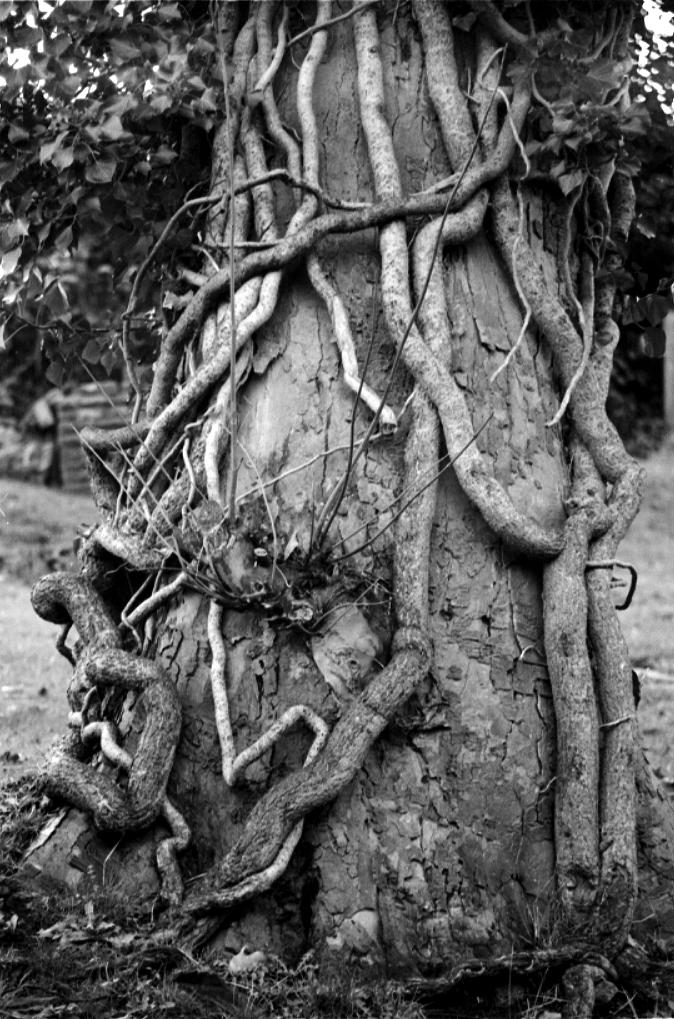 Tree and ivy