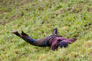 Cheese_Rolling_81