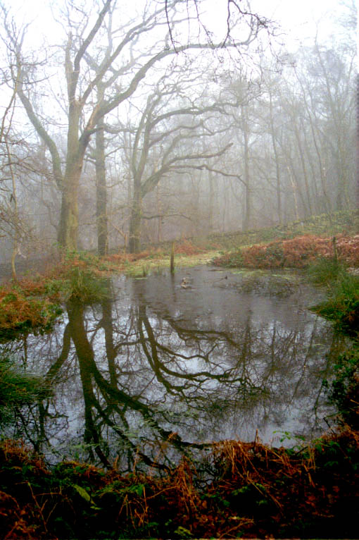 Pool at Ulverscroft