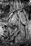 Tree and ivy